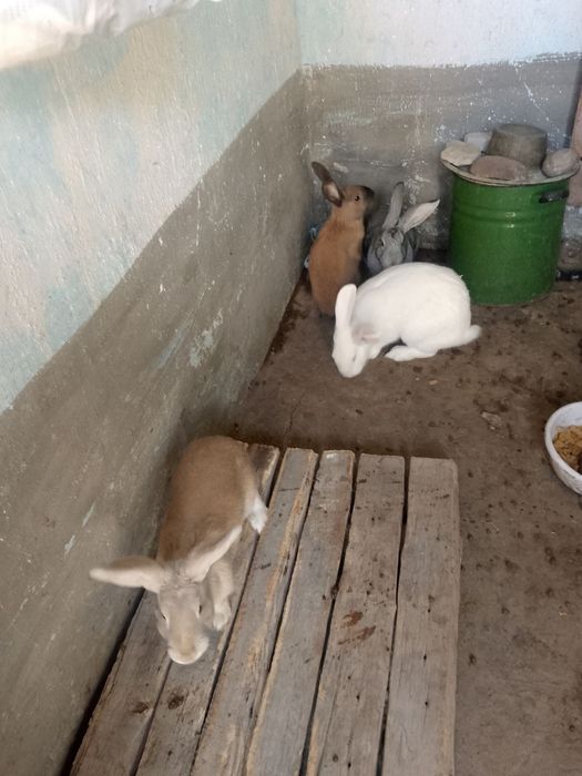 Quyonlar bor sotiladi