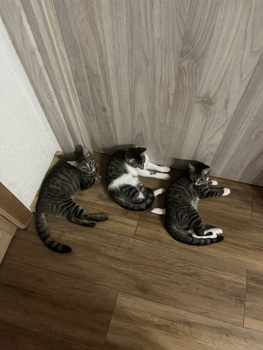 Daonatie/adoptie pisici
