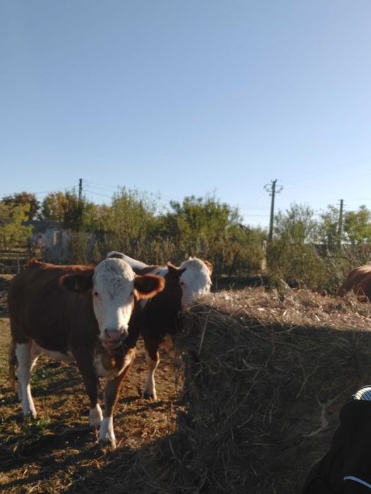 Vand 3 juninci gestante