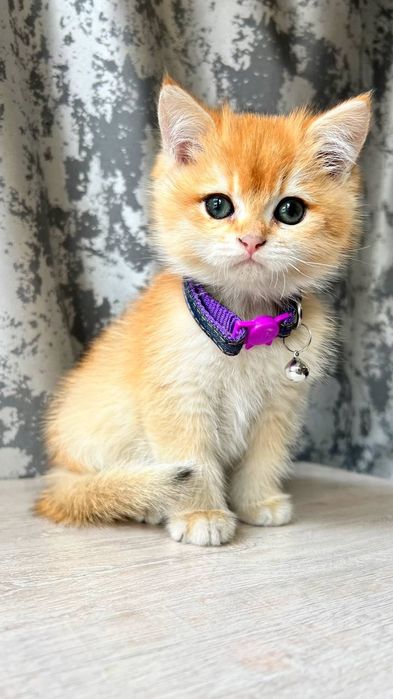 Zalatistiy shinshila ny12 britan sotiladi