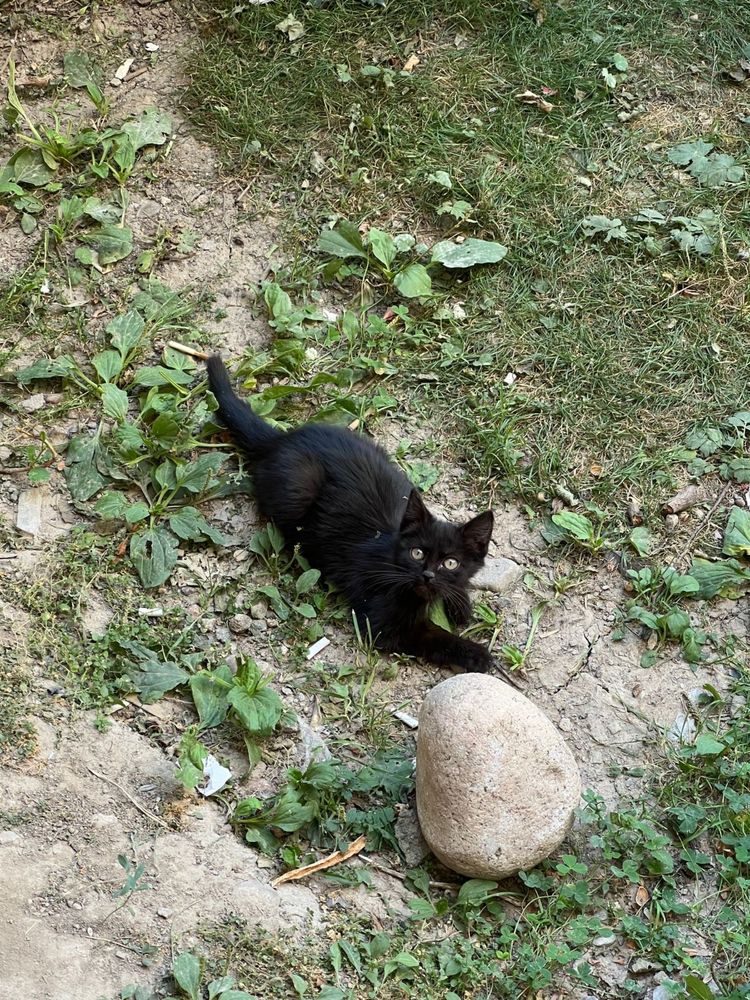 Котенок в добрые руки