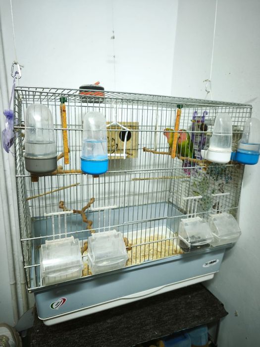 Vand papagali agapornis