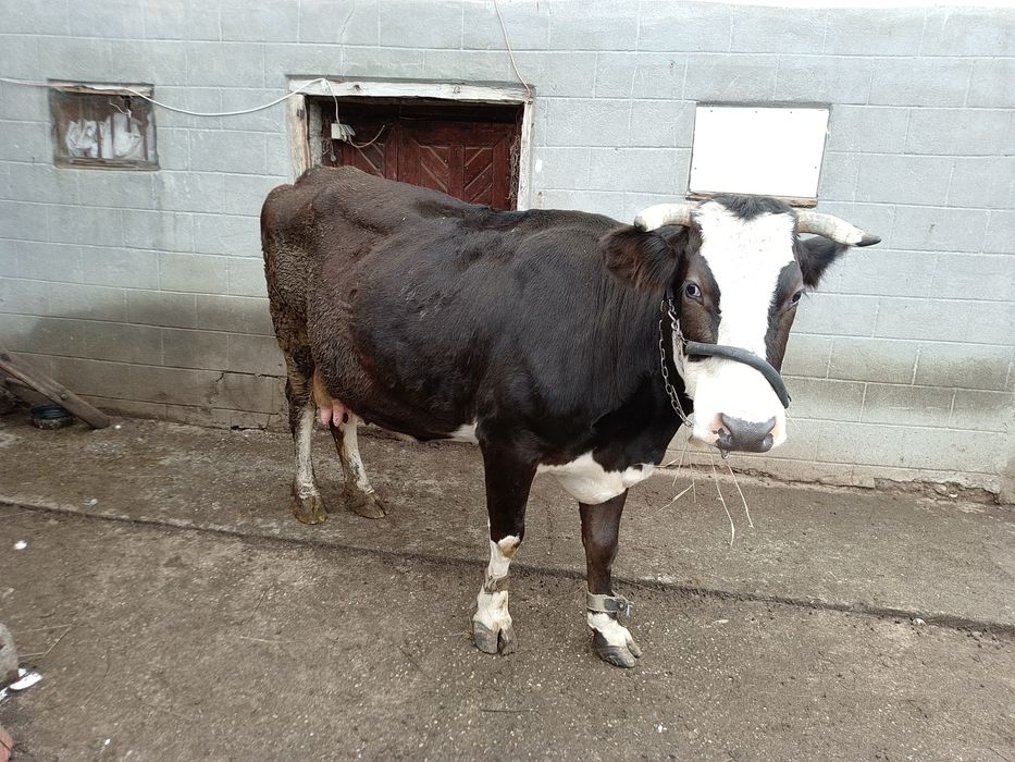 Vind vacă brună românească