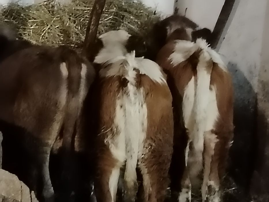 Tauri și vitele baltati și angus