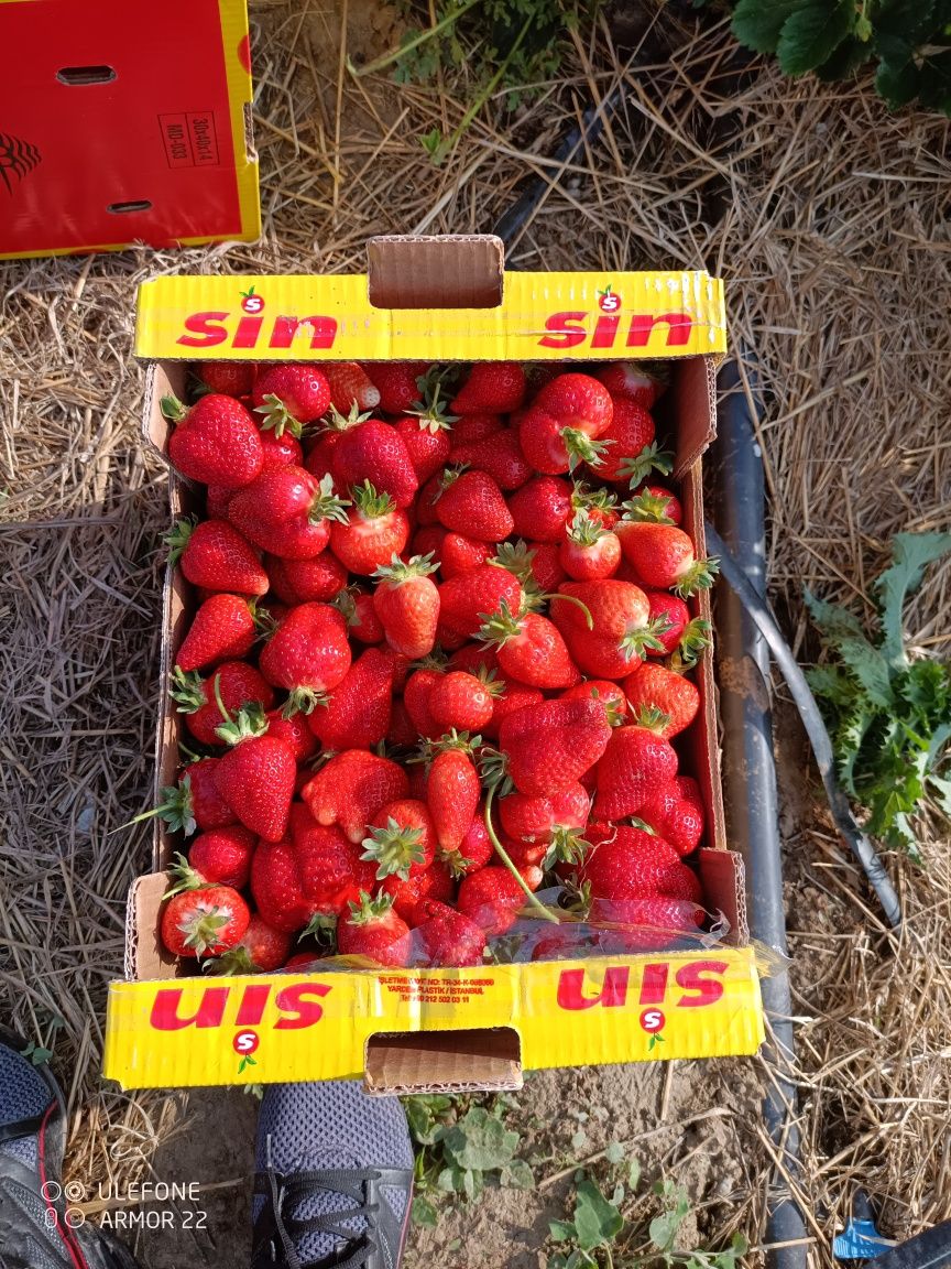 Stoloni de căpșuni
