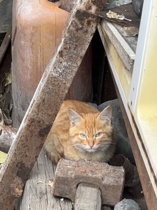 Рыжые котята мальчики в ЗАБОТЛИВЫЕ руки