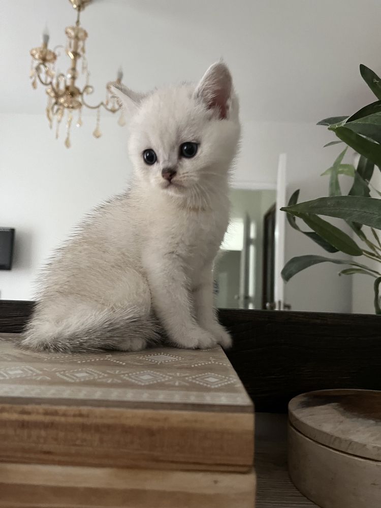 Pisici Scottish Fold & Scottish Straight