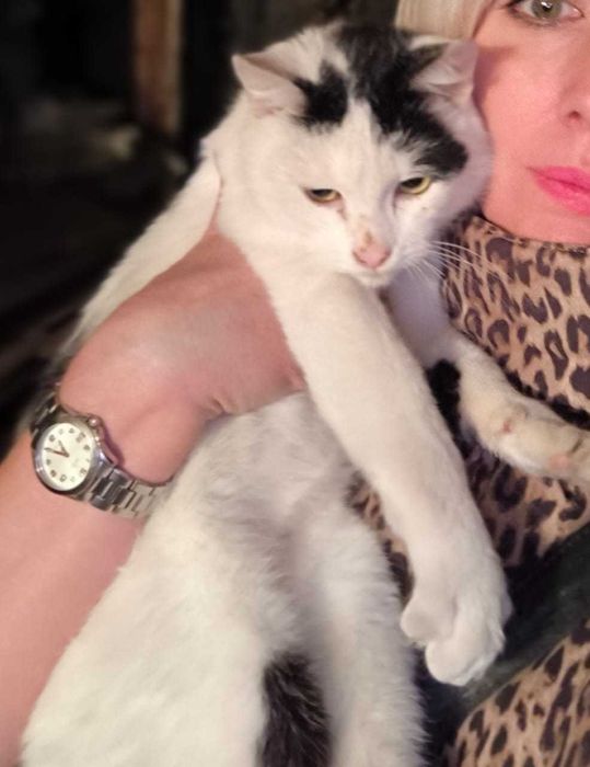 Котенок Амур, мальчик, возраст 8 месяцев