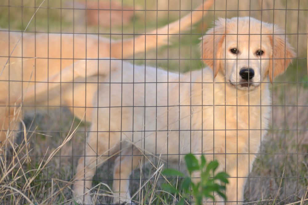 Vand femela golden retriever cu pedigree