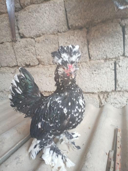 Япон хурози. 1 ешда