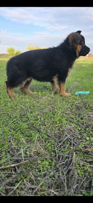 Чистокръвни мемски овчарки