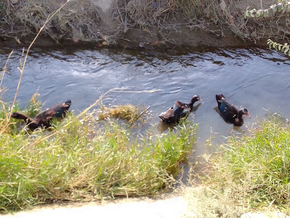 Tovuq va induk utka   товук, индук утка