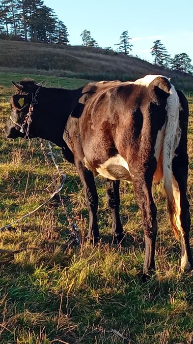 Vînd vacă de 3 ani gestantă în 8 luni