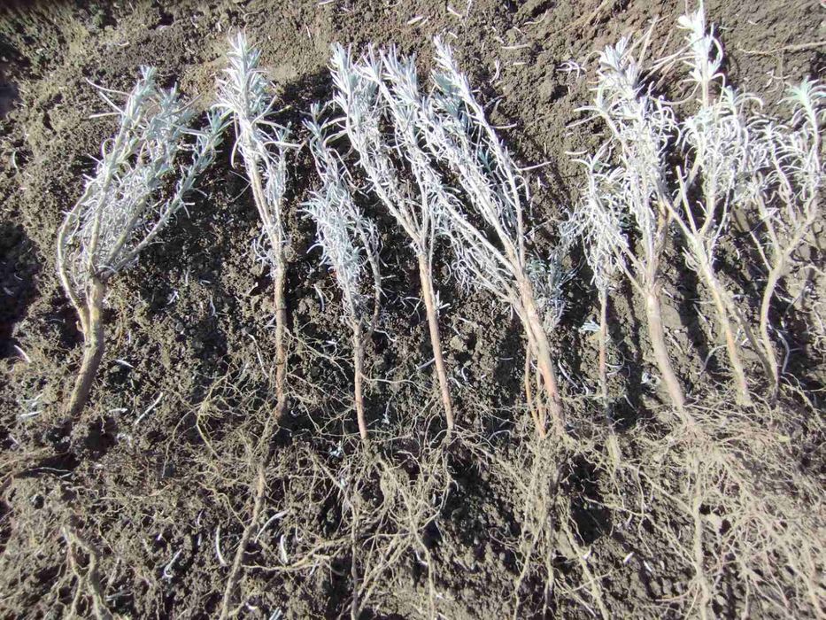 Разсад лавандула