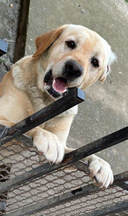 Donez 2 masculi Labrador