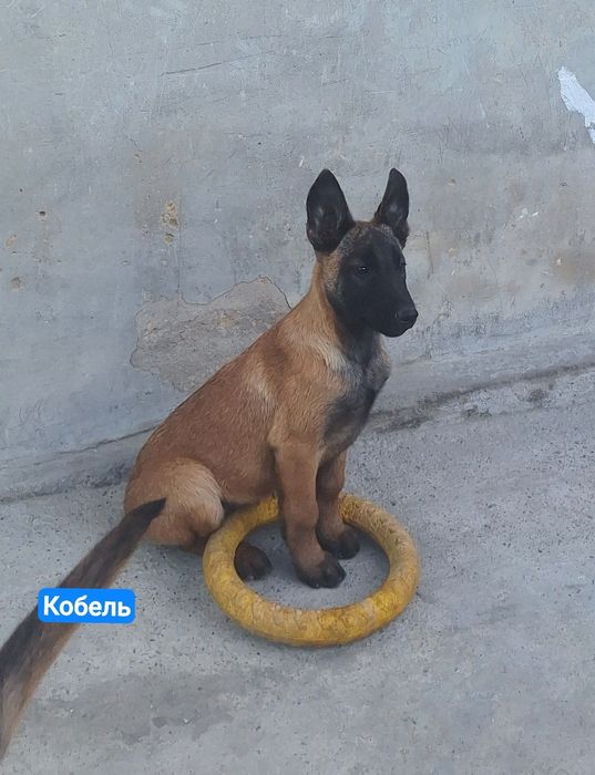 Продаются чистопородные щенки Малинуа