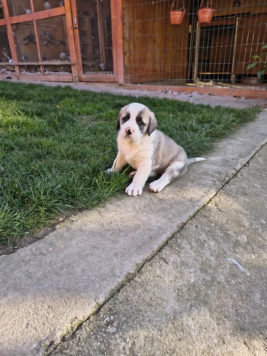 Ciobanesc de Asia Centrala(Alabai)