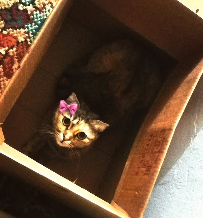 Розыскиваеться питомец за вознаграждение!