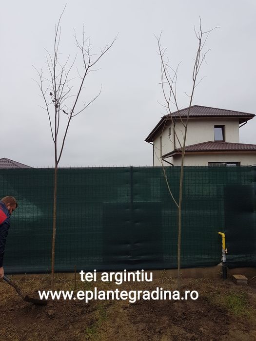 Magnolia ,mesteacăn, tei argintiu, Tuia,pini,