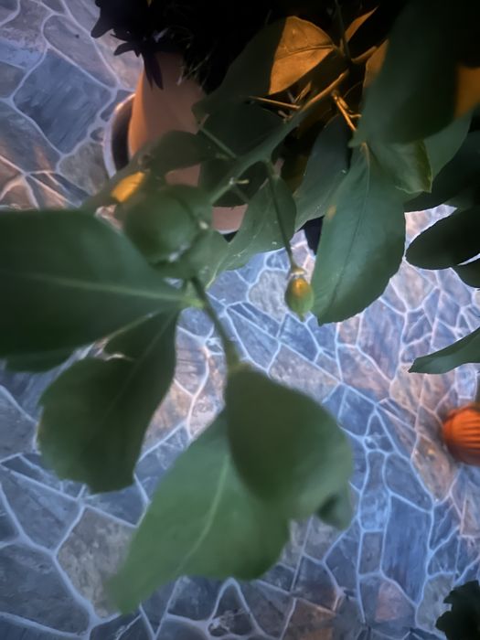 Дръвче раждащ лимон