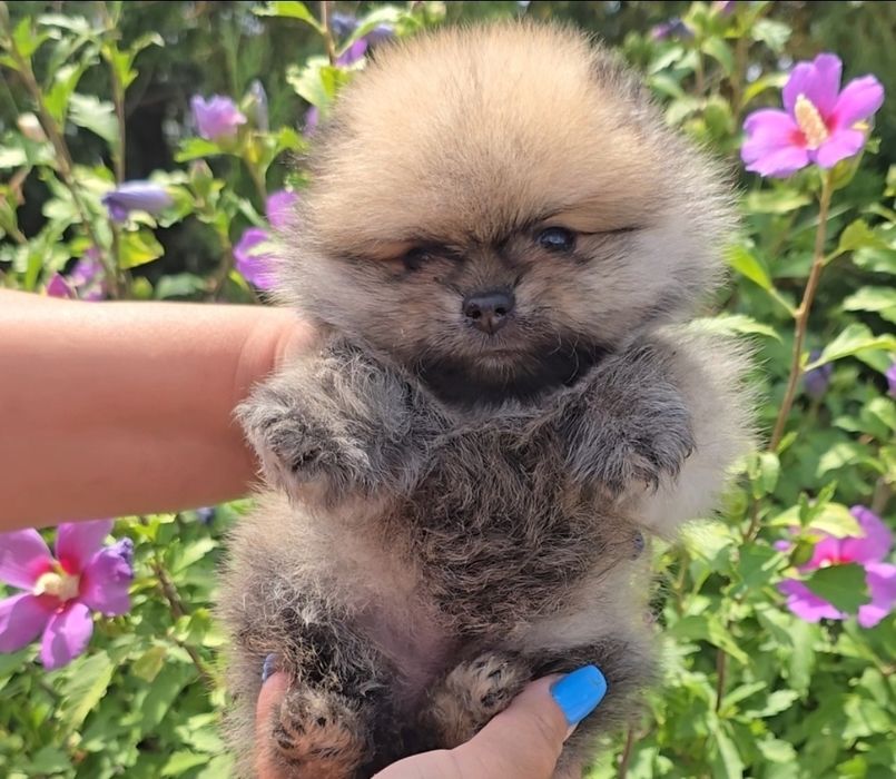 Миниатюрен померан