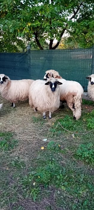 Vând berbecuț de anul acesta, are 8 luni .