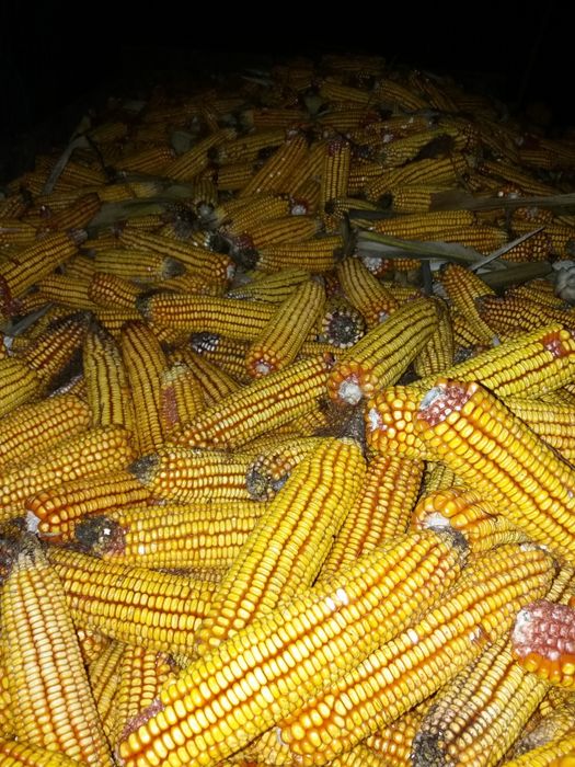 Vând porumb știulete recoltat in anul 2025 la prețul de 0,85 lei /kg