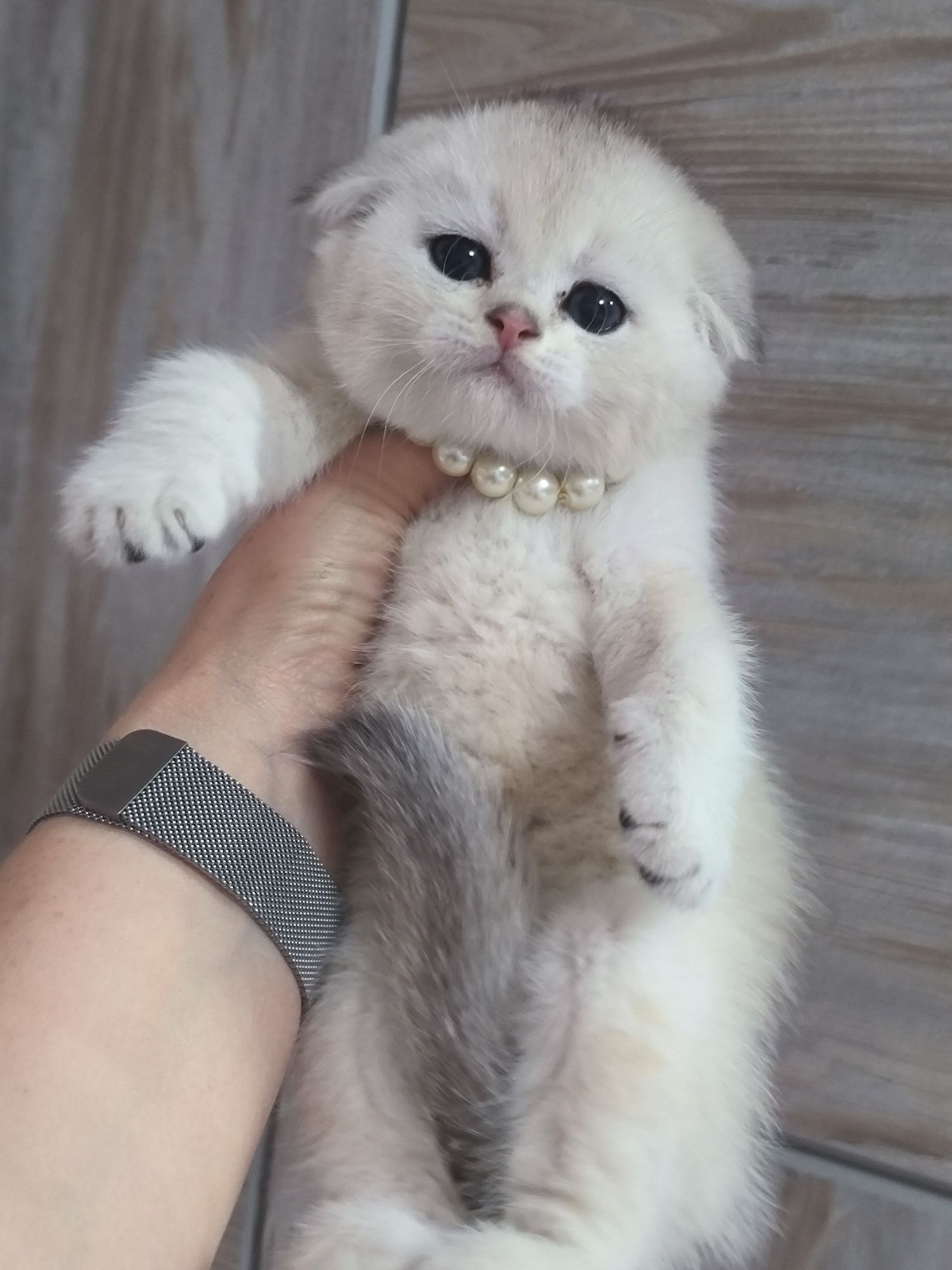 Котята от правильной вязки