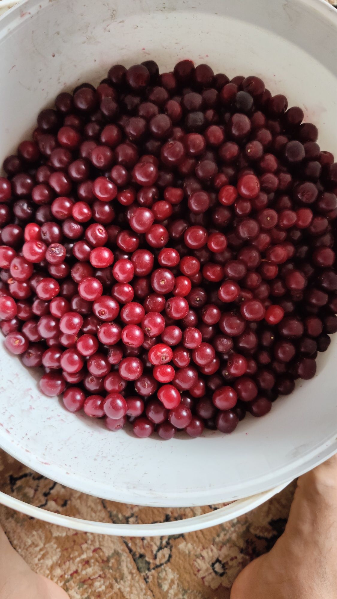 Продам садовую вишню