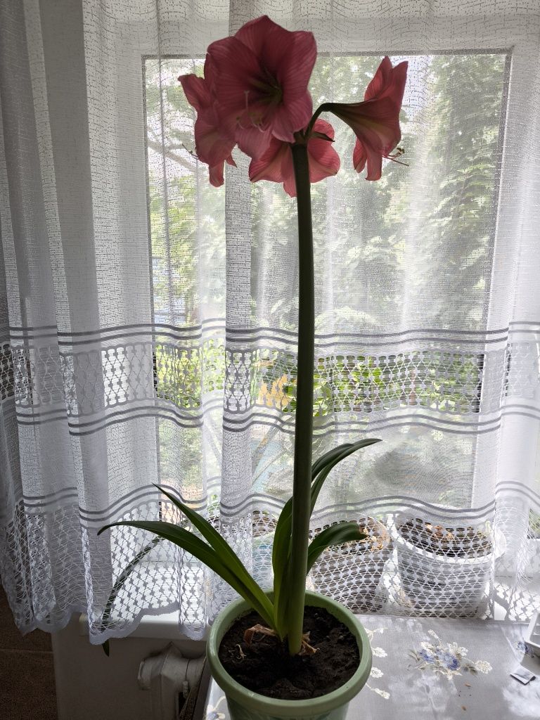 Продам аморалис цветущий