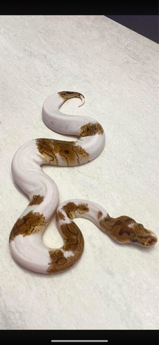 Piton regal paradox clown// blue eyed