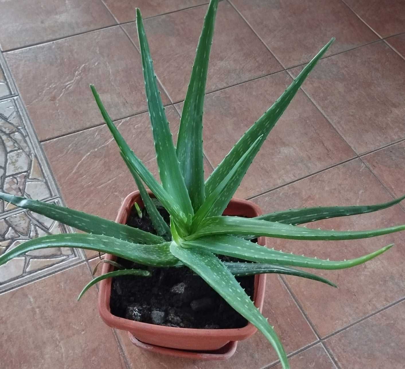 Aloe Vera Medicinală