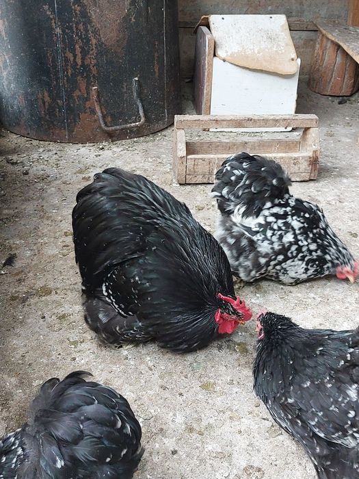 Vand o pereche cochinchina pitic