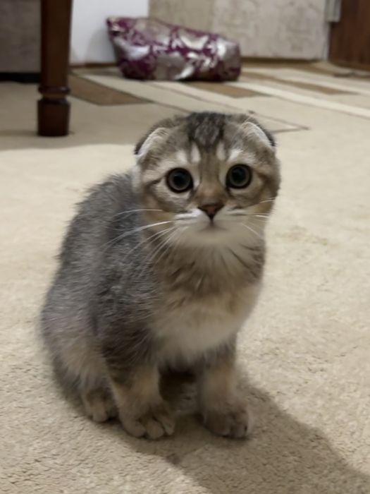 Кошки скотиш фолд + британский
