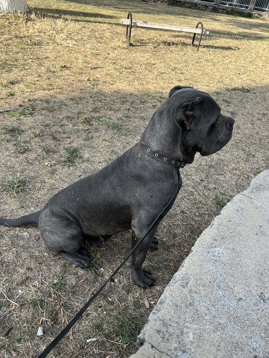 Кане корсо / cane corso