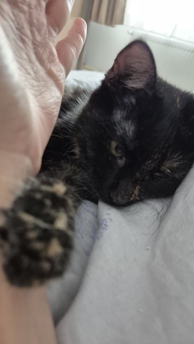 Mia, pisica pentru adoptie