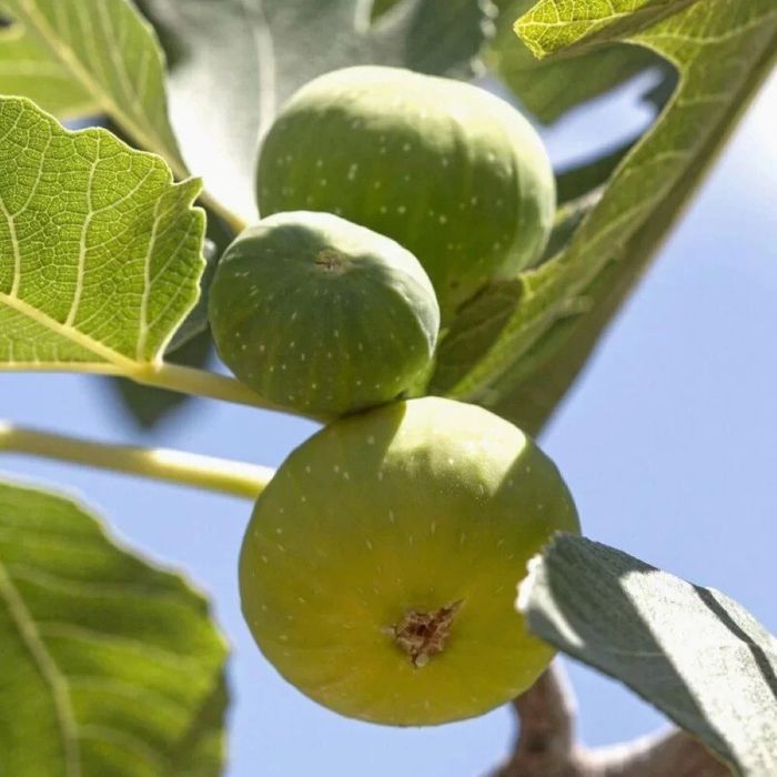 Smochin (Soiuri Diferite)