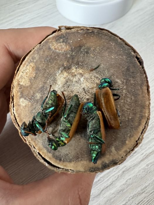 Алтын коныз мааайский жук золотой жук