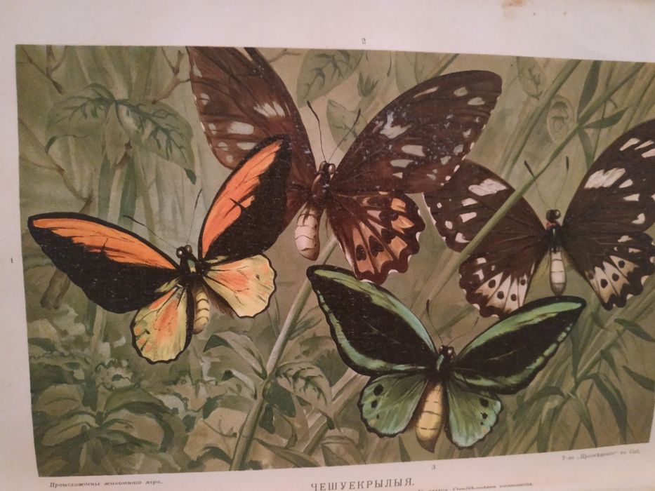 Антиквариат. Гааке В. Происхождение животного мира