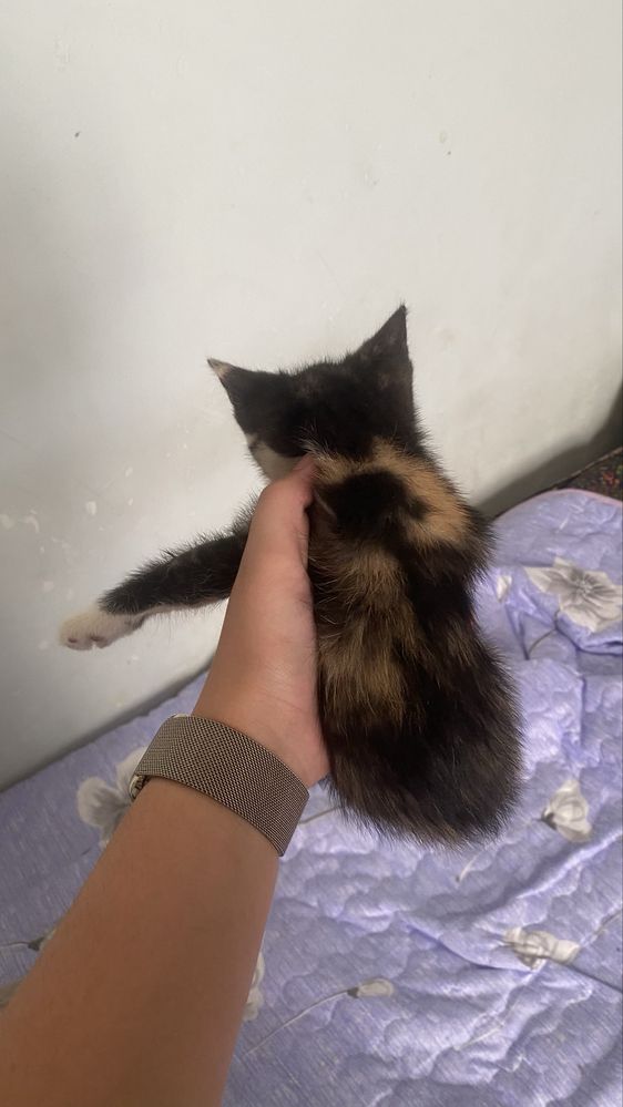 Отдам в добрые руки котят!!