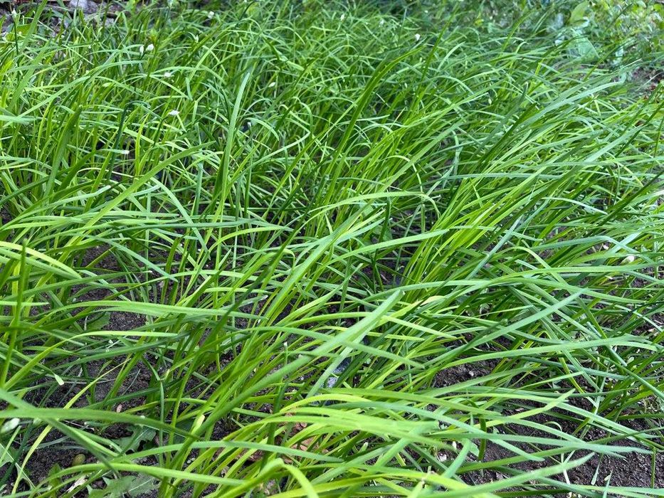 Продаю свежий джусай 1000 тг за 1 кг