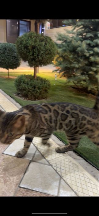 Кот бенгальский 1год 3месяца