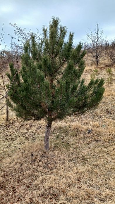 коим арчаси сотилади