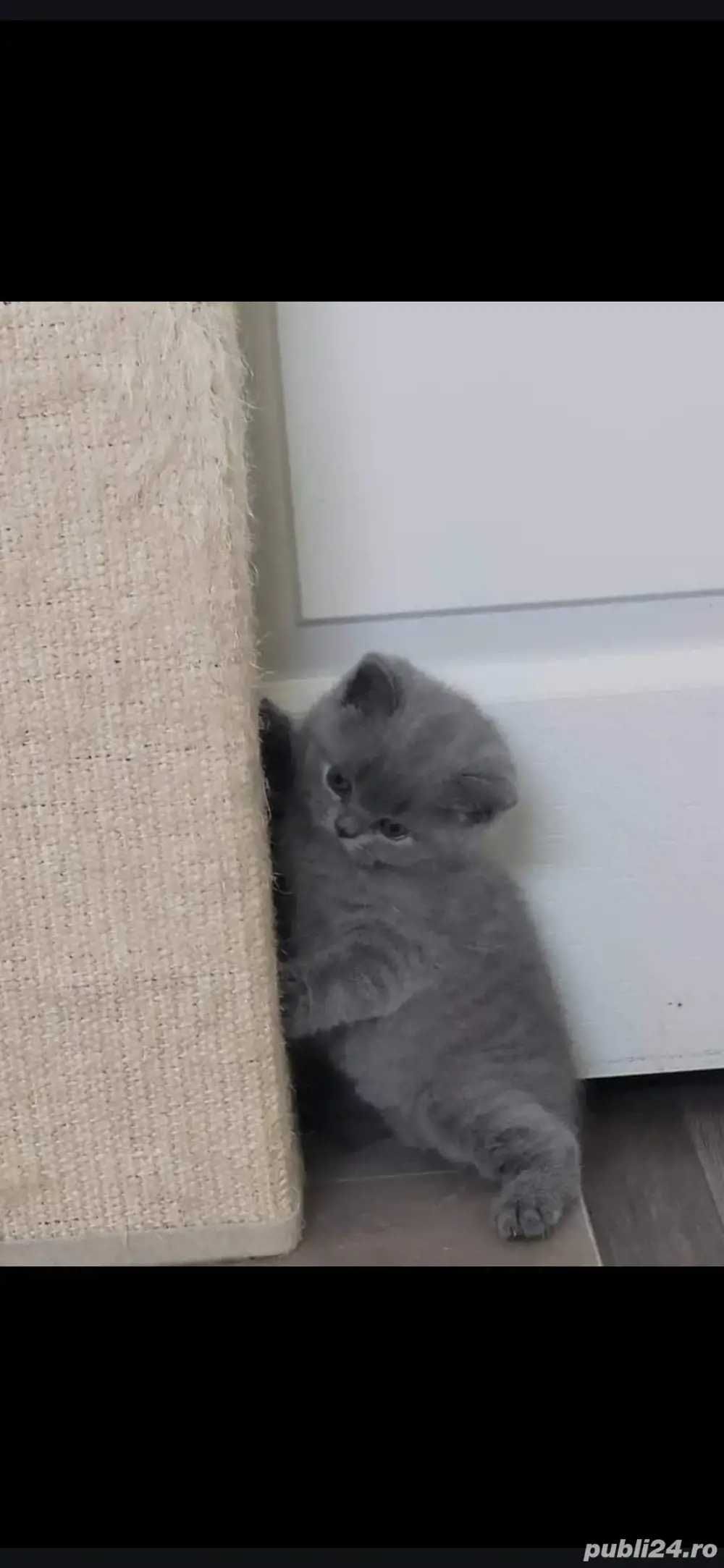 British Shorthair Blue