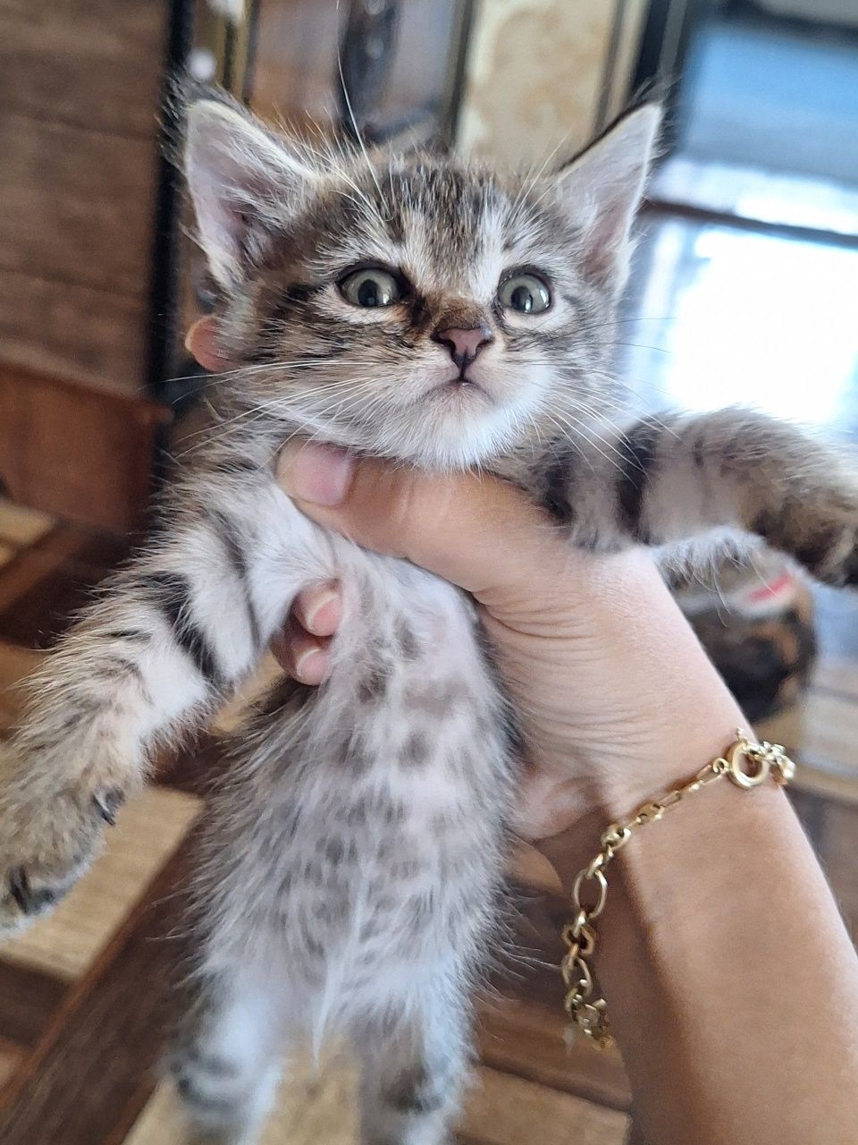 Отдам даром котят