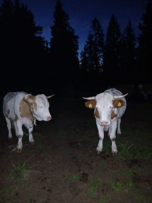 Vand junci ,detalii la nr de tel