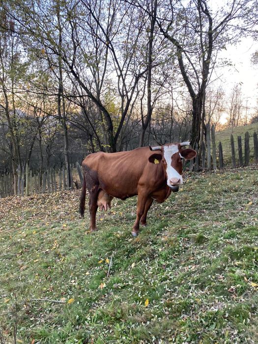 Vaca de vanzare.