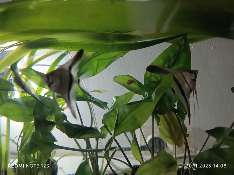 Vând scalari 20 lei Bucata