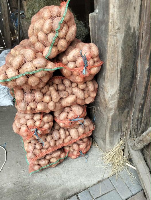 Cartofi albi de consum