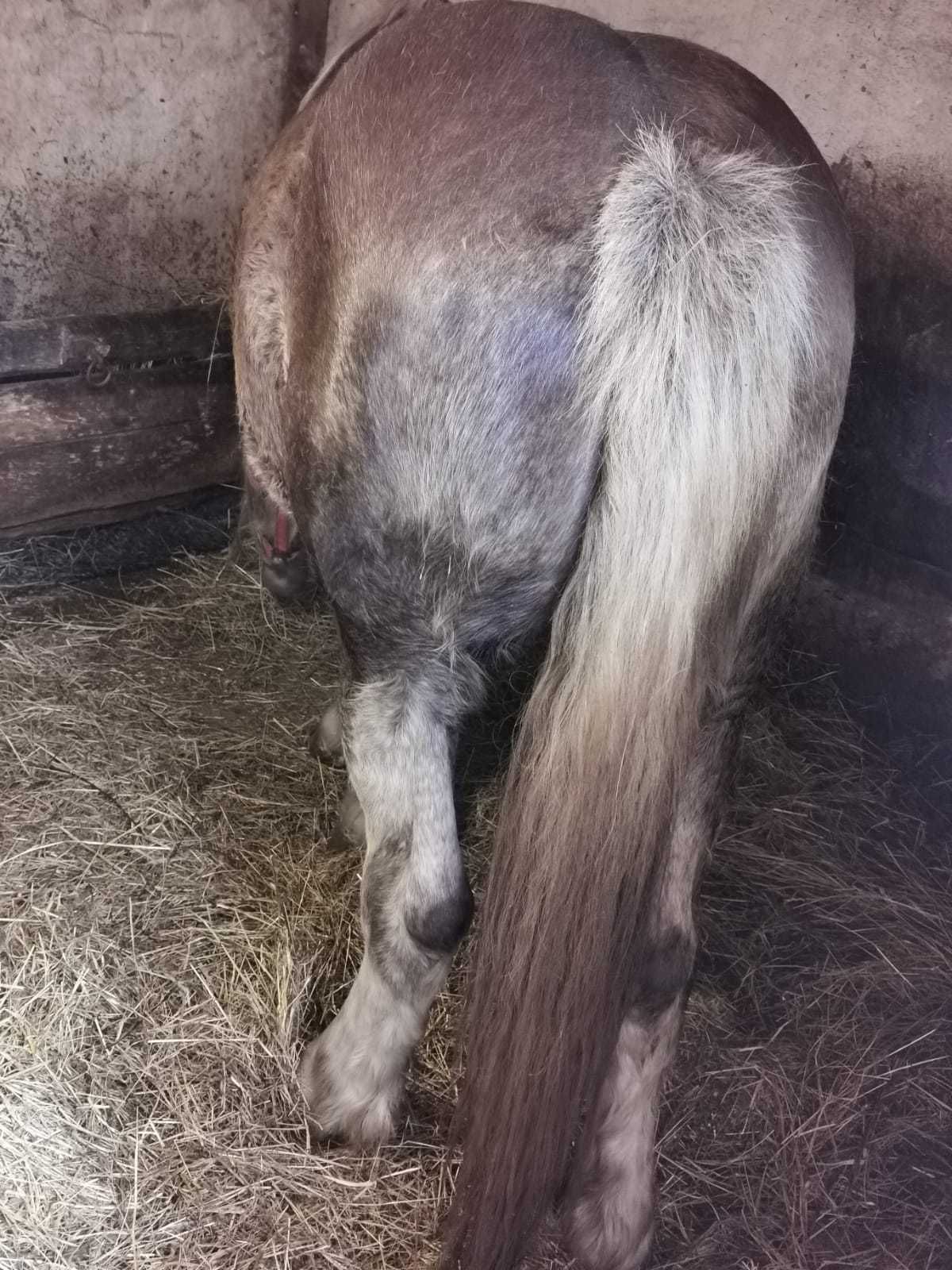 Vând iapa gestantă